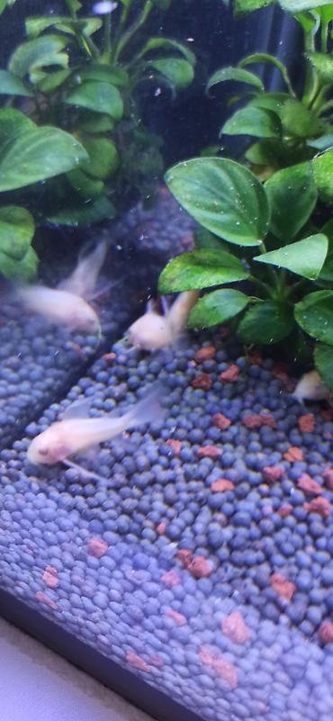 ucuz danalar: Akvarium üçün albino Corydoras panda (cory balığı) qrupu ölçüləri 5 sm — 3