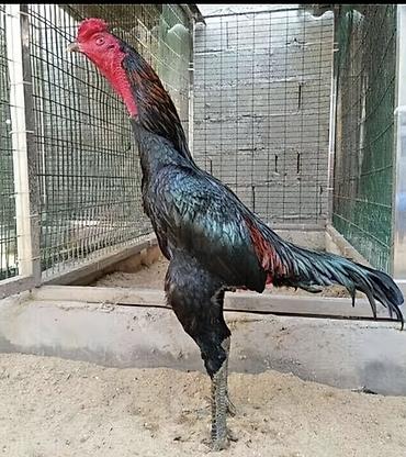 Куры, петухи: Продаю | Петух | Бойцовая | Для разведения — 3