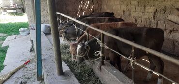 Коровы, быки: Продаю | Бык (самец), Тёлка | Алатауская, Швицкая | На откорм, Для разведения, Для молока