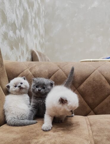 yeni doğulmuş pişik balası: Şotland, Erkək, Dişi