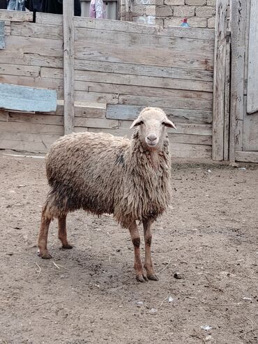 Qoyunlar, qoçlar: Razılaşmaq olar hamsı Erkəkdi qurbanlıqa yararlıdılar — 5