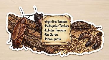 taxta qurdu: Canlı yem satışı – sürünənlər, amfibiyalar, quşlar və akvarium — 2
