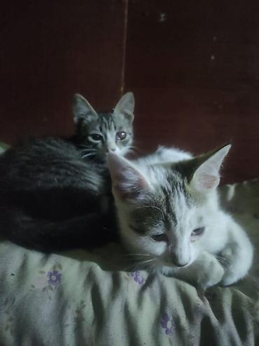 кошки бишкек купить: Котята, домашние, короткошёрстные. район сокулук - Окрас — 4