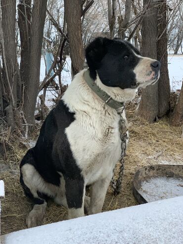 немецкий собака: Алабай, 1 год, Самец