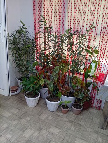 дом ковров бишкек: Гулдор сатылат срочно 9000 сом