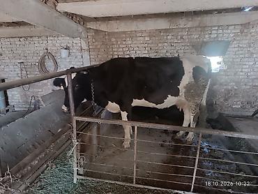 услуга инкубатора: Продаю | Корова (самка) | Голштин | Осеменитель — 3