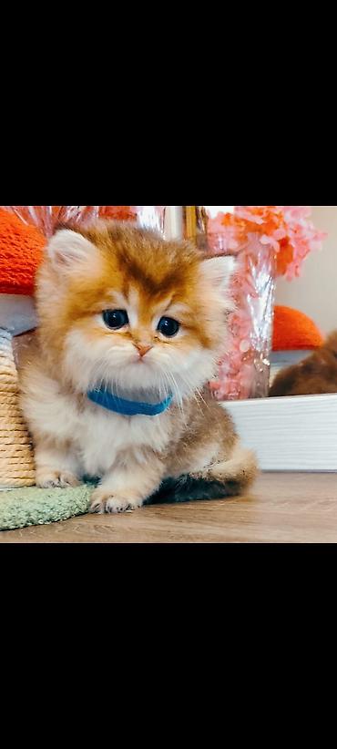 Pişiklər: Şinşilla, Dişi — 1