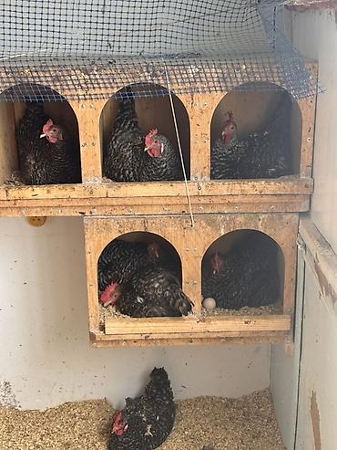 Toyuqlar: Toyuq, Damazlıq, Ödənişli çatdırılma — 11