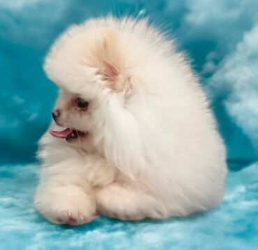 Psi: Oduševićemo vaša srca predivnim Pomerancima iz našeg pažljivo — 7