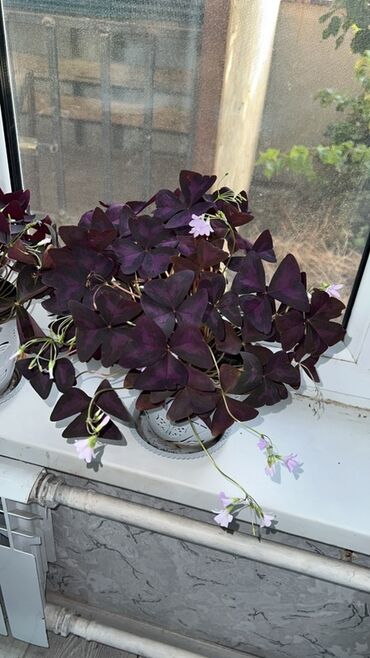 отун продаю: Оксалис треугольный (Oxalis triangularis), фиолетовый. - Комнатное