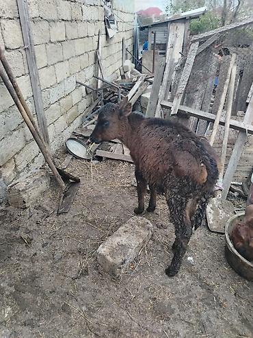 simmental inək cinsi: Salam cins inay satilir balasi diwidi hal hazirda 17 letir sagilir — 3