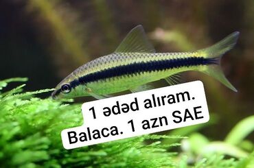 akvarium sifarisi: Рыбы