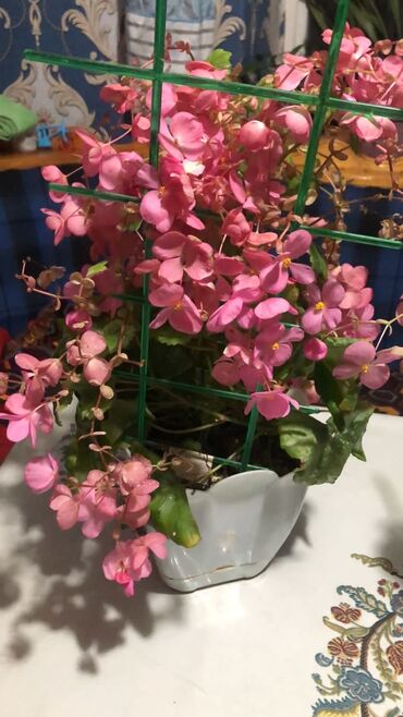 купить цветы комнатные: Розовый бегония ампельный 850сом