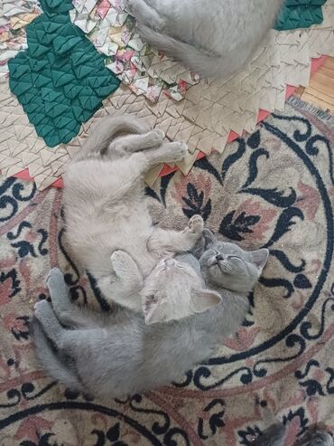 цепь для коров: Скотиш Страйт (Шотландская прямоухая), 2 месяца, Девочка, Серый, Приучена к лотку
