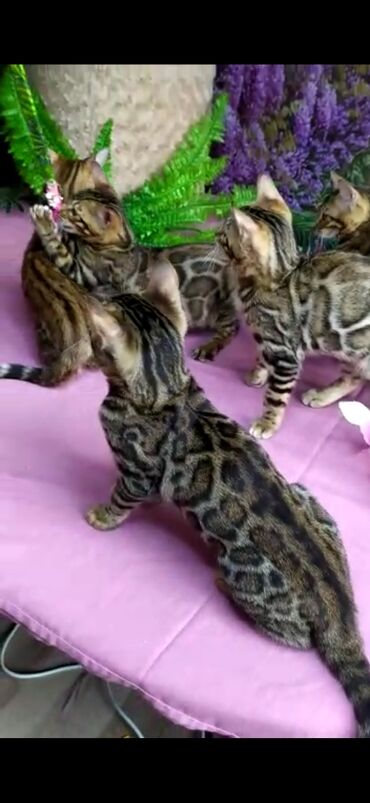 Продажа кошек: Бенгальские котята Проф.Питомник Бен Гла Мур предлагает.чудесных — 21