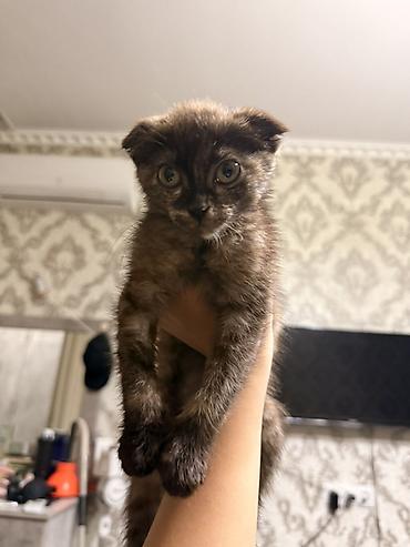 Котёнок, черепаховый окрас - Порода: домашняя кошка, тип «черепаха»