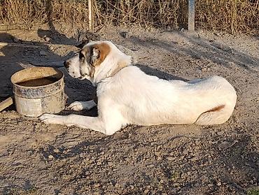 турменский алабай: Алабай — 6