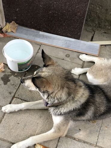 husky satisi: Xaski, 9 ay, Dişi, Ünvandan götürmə, Ödənişli çatdırılma