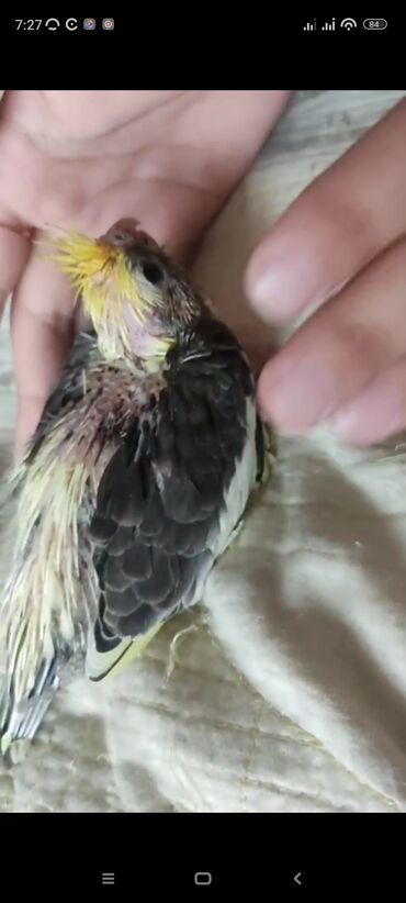 Tutuquşları: Kiçik, qara və sarı rəngli korella tutuquşu. Evdə saxlamaq üçün