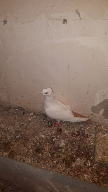 Göyərçinlər: Abrez bawi kekili hazir cutler ve keven quwlarda var cutu 30m.barterde — 9