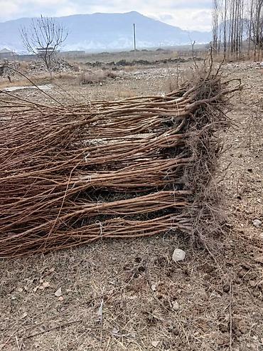 Другие фруктовые и ягодные растения: Ассаламу алайкум Турдуу кочоттор сатылат дыйканчылык озубуз — 9