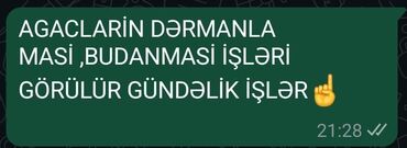 temir tikinti sirketi kreditle: Ağacların dərmanlanması və budanması xidmətləri təklif olunur
