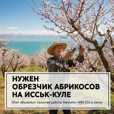 ищу работу на ферму: Талап кылынат Түшүм терүүчү, Төлөм Күнүмдүк