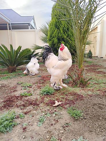 Toyuqlar: Toyuq, Brama, Damazlıq — 10