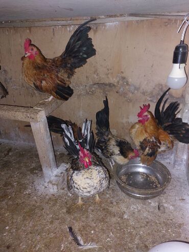 Inəklər, öküzlər: Toyuq, Damazlıq
