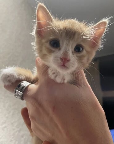 купить породистых котят: 3 месяца, Мальчик, Приучена к лотку