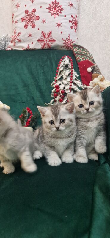 Pişiklər: Şotland, Ünvandan götürmə — 18