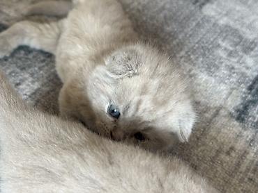 шерс: Британский короткошерстный котёнок, окрас голубой (blue). - — 4