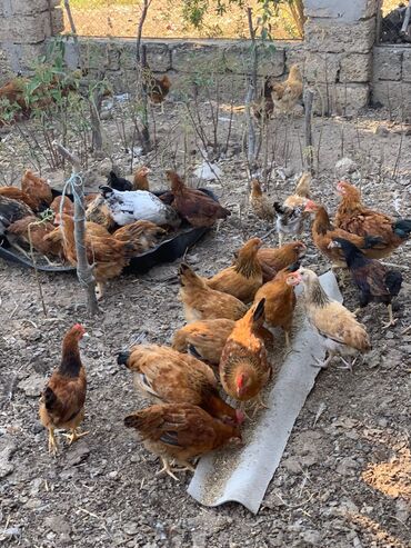 balaca cuce: Lider cücələri satılır ! 2,5 aylıqsağlam qidalanmış . Çox ədəd alana