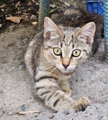 коты в оше: Кошка даром: Беспородная, 4 месяца, Девочка
