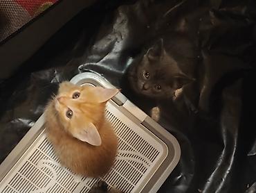 Мышыктар: Котята домашние,им 1.2 месяца, короткошёрстные. На фото — несколько — 1
