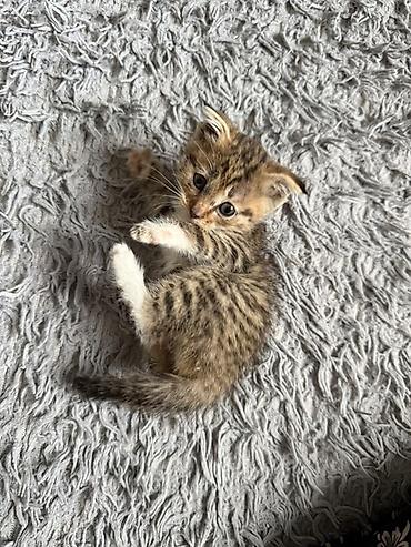 кошки маин кун: Беспородная, 1 месяц, Мальчик, Приучена к лотку — 7