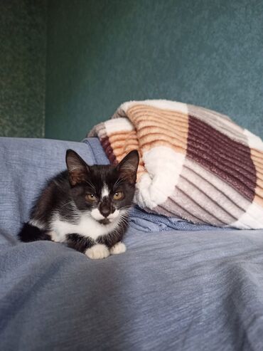 Pişiklər: Erkək, Yaxşı əllərə — 3