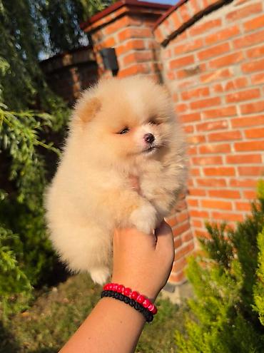 kupujem prodajem pomeranac: Teddy bear pomeranci, dve sestre, spremne su za preuzimanje. Bogato — 2