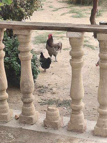 toy pudil: Məhsul: Ev təsərrüfatı üçün xoruzlar Təsvir: - Şəkillərdəki xoruzlar — 5