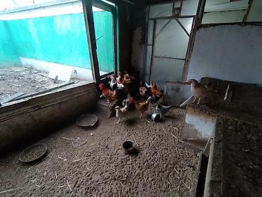 Toyuqlar: Toyuq, Damazlıq — 6