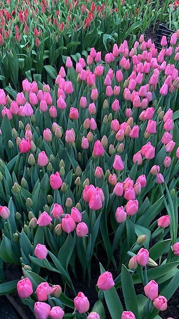 Букеты из живых цветов: Дорогие друзья! В продаже голландские тюльпаны выращенные в наших — 10