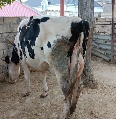 simental inekleri: Dişi, il: 3, Damazlıq, Südlük, Ətlik