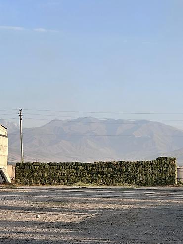 Корма для с/х животных: Сено люцерны в тюках - 3-й укос: мягкое и питательное - Сухое и — 6