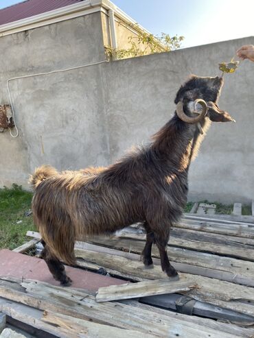 Keçi, çəpiş: Hələbdi safqan əsl saxlanmalı heyvandı, cavandı çox iri heyvandı başqa — 8