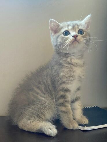 Pişiklər: Şinşilla, Erkək, Yaxşı əllərə -da lalafo.az — 2 Pişiklər: Şinşilla, Erkək, Yaxşı əllərə — 2