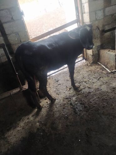 Inəklər, öküzlər: 30 ədəd inək, 16 düyə 26 dişi dana, 5 erkək dana,3 buzov satilir — 15