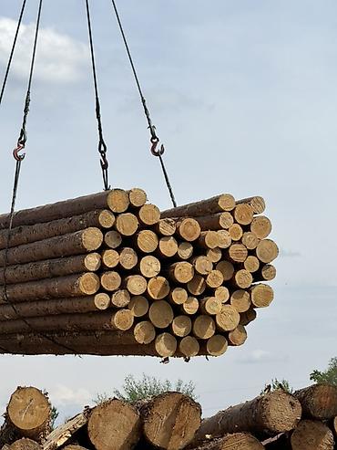 Лес кругляк: Всегда свежий! Продаем кругляк, кругляки сорт сосна, диаметр от 10 см — 2