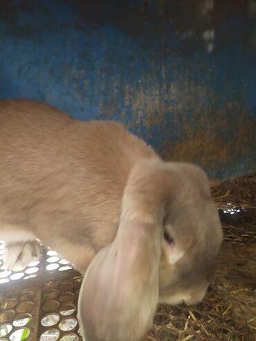 кролики фландеры: Продаю | Кролик самец | Французский баран | Для разведения | Племенные