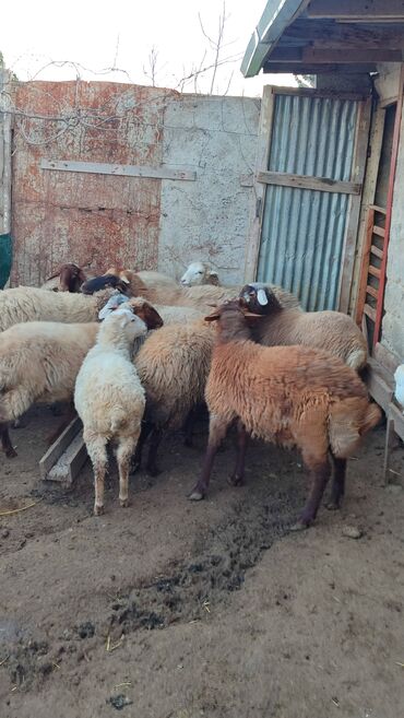 Qoyunlar, qoçlar: Sağlam cavan heyvanlardi kom satılır Kurdexanidadi. Ümumi 12 Heyvandi — 3