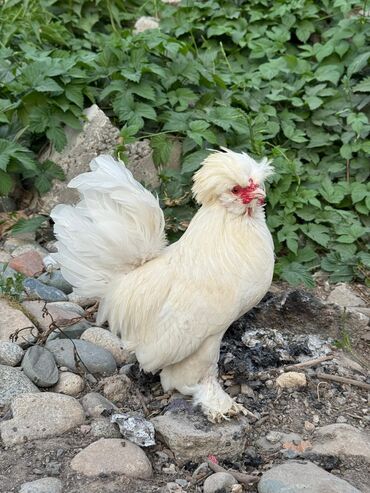 саяк жылкы: Продам Карликовых Султанок! Несутся! Семейка 1+2! 
Цена за троих 8000с
